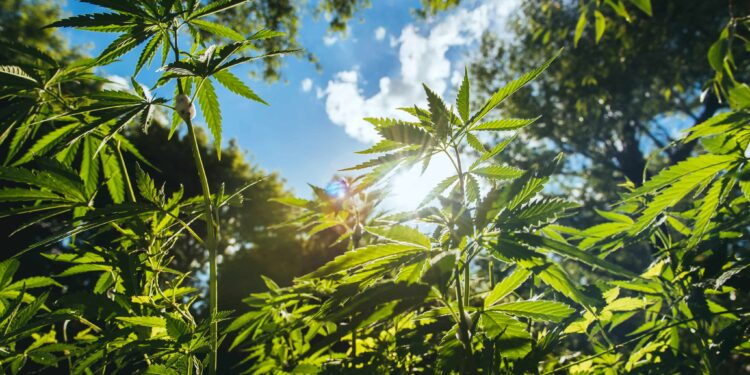 Hemp-Based Battery Maker Aims to Hire Laid Off Energizer Employees