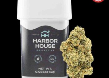 The Winners of the High Times Cannabis Cup Massachusetts: People’s Choice Edition 2023