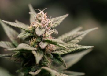 Connecticut Cannabis Gifting Event Receives Cease-and-Desist Letter