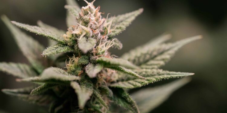 Connecticut Cannabis Gifting Event Receives Cease-and-Desist Letter