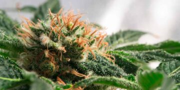 South Dakota Legislators Shut Down Bill Restricting Medical Cannabis Access for Patients