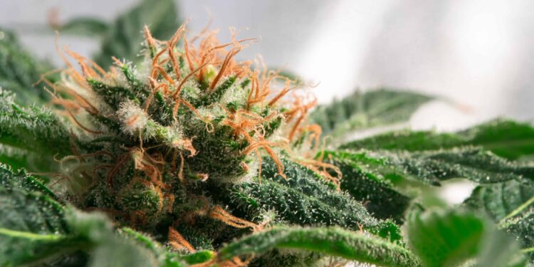 South Dakota Legislators Shut Down Bill Restricting Medical Cannabis Access for Patients