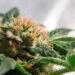 South Dakota Legislators Shut Down Bill Restricting Medical Cannabis Access for Patients