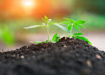 Tennessee Hemp Businesses Say New Rules Threaten Industry