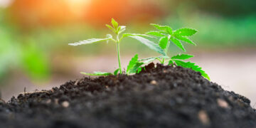 Tennessee Hemp Businesses Say New Rules Threaten Industry