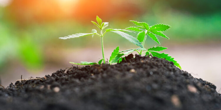 Tennessee Hemp Businesses Say New Rules Threaten Industry