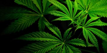 Cannabis Ballot Initiative Title Rejected by Arkansas Attorney General