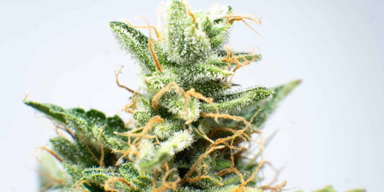 New Washington Law Protects Job Applicants Who Use Weed