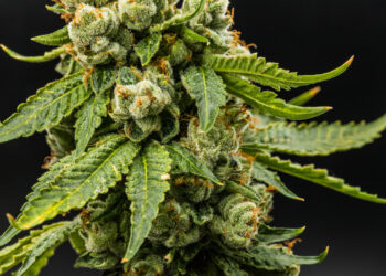 Two Navajo Tribe Members Charged for Operating Illegal Cannabis Cultivation in New Mexico