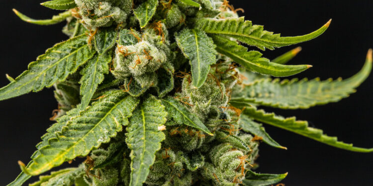 Two Navajo Tribe Members Charged for Operating Illegal Cannabis Cultivation in New Mexico