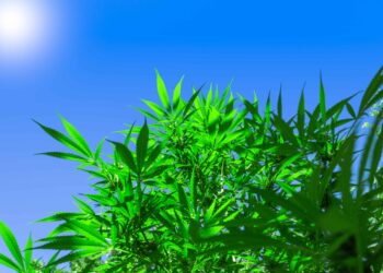 Tasmanian Hemp Business Owners Call on Government To Improve Regulations