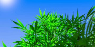 Tasmanian Hemp Business Owners Call on Government To Improve Regulations