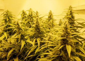 California Agency Announces Illegal Cannabis Seizure Data from 2023