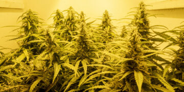 California Agency Announces Illegal Cannabis Seizure Data from 2023