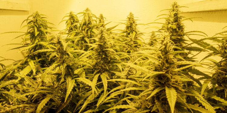 California Agency Announces Illegal Cannabis Seizure Data from 2023