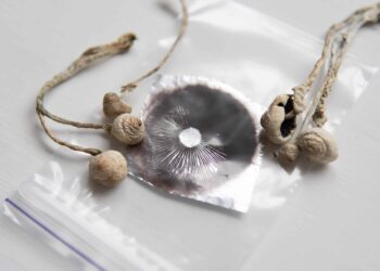 DEA Response Clarifies Psychedelic Mushroom Spores Are Legal Before Germination
