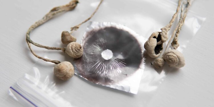 DEA Response Clarifies Psychedelic Mushroom Spores Are Legal Before Germination