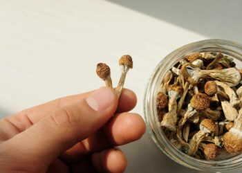 Rhode Island Bill Would Allow Psilocybin Cultivation, Possession Under 1 Ounce