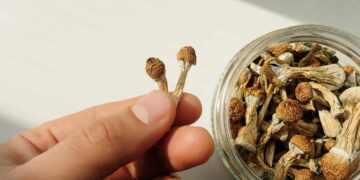 Rhode Island Bill Would Allow Psilocybin Cultivation, Possession Under 1 Ounce