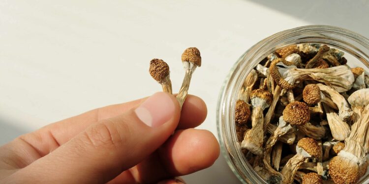 Rhode Island Bill Would Allow Psilocybin Cultivation, Possession Under 1 Ounce
