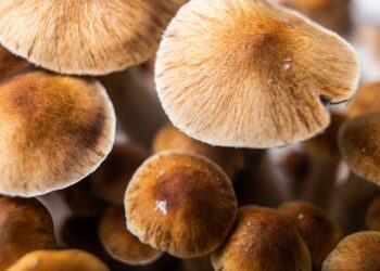 79% of Canadians Support Psilocybin To Treat Existential Dread for End of Life Patients