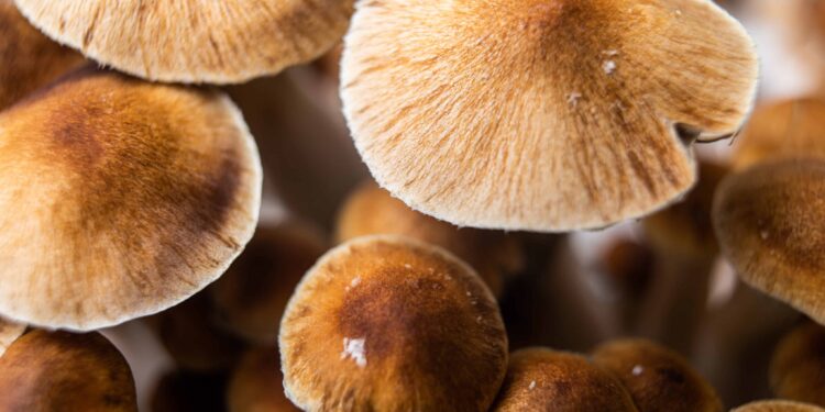 79% of Canadians Support Psilocybin To Treat Existential Dread for End of Life Patients