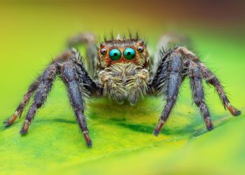 eBay Fined Millions for Employees Who Sent Live Spiders, Cockroaches to Mass. Couple