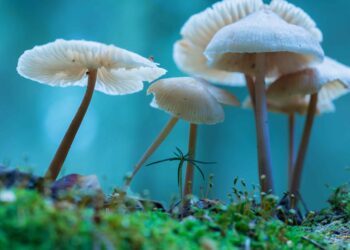 DEA Notice Shows Increase in Research Amounts for THC, Psilocybin, DMT, and More