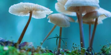 DEA Notice Shows Increase in Research Amounts for THC, Psilocybin, DMT, and More