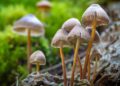 GOP-Backed Bill in Indiana Would Create Fund To Study Shrooms