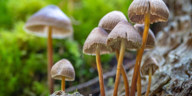 GOP-Backed Bill in Indiana Would Create Fund To Study Shrooms