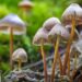 GOP-Backed Bill in Indiana Would Create Fund To Study Shrooms