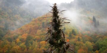 West Virginia Legislator Support Cannabis as Method To Reduce Fentanyl Overdoses