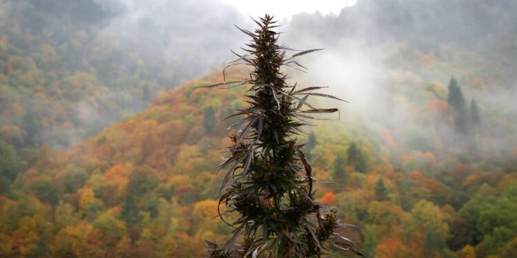 West Virginia Legislator Support Cannabis as Method To Reduce Fentanyl Overdoses