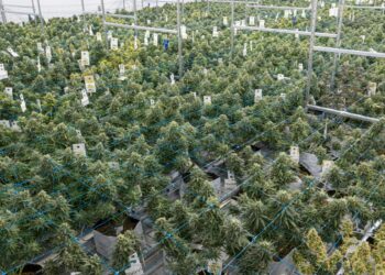 New Mexico Regulators Revoke Licenses for Two Cannabis Farms