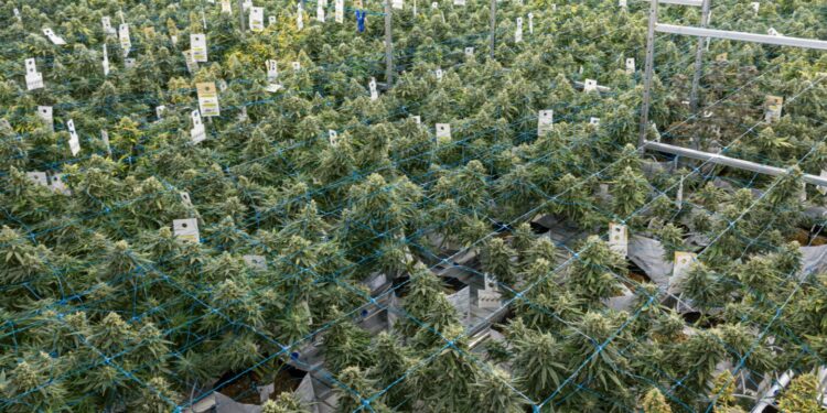 New Mexico Regulators Revoke Licenses for Two Cannabis Farms