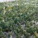 New Mexico Regulators Revoke Licenses for Two Cannabis Farms