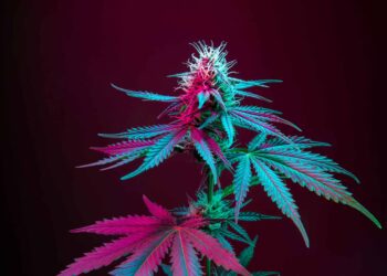 Long Beach, California To Slash Pot Taxes in Half for Stores in Good Standing