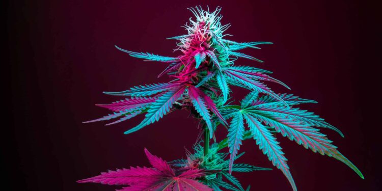 Long Beach, California To Slash Pot Taxes in Half for Stores in Good Standing