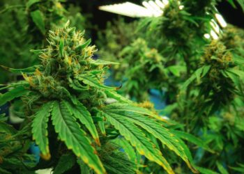 Maryland Police Chief Stands Up Against State Law that Reduces Number of Eligible Applicants