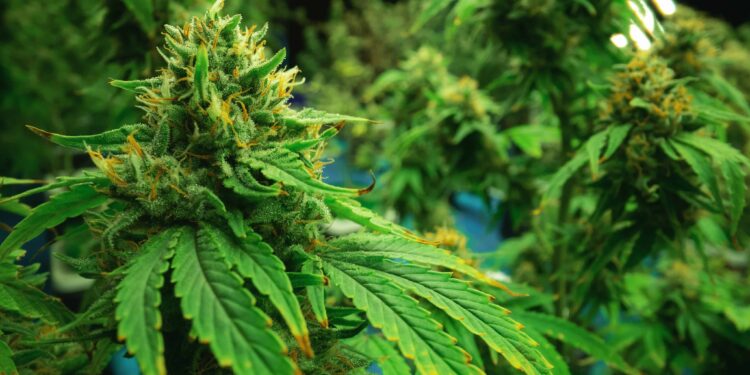 Maryland Police Chief Stands Up Against State Law that Reduces Number of Eligible Applicants