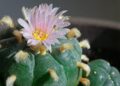 ‘Peyote Crisis’ Threatens Sacred Native American Ceremonies