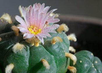 ‘Peyote Crisis’ Threatens Sacred Native American Ceremonies