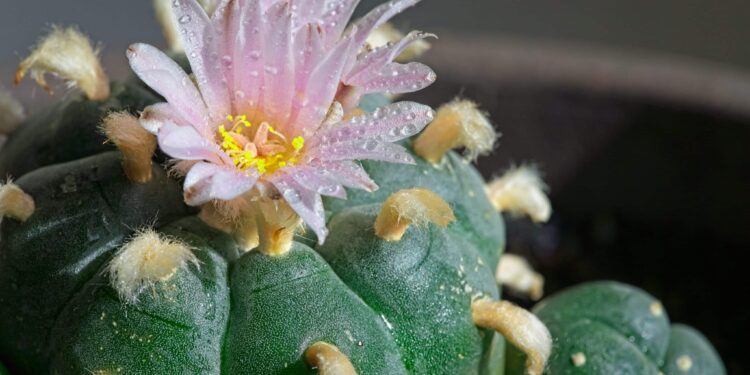 ‘Peyote Crisis’ Threatens Sacred Native American Ceremonies