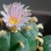 ‘Peyote Crisis’ Threatens Sacred Native American Ceremonies
