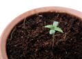 New York Regulators To Vote on Proposed Weed Home Cultivation Rules