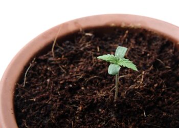 New York Regulators To Vote on Proposed Weed Home Cultivation Rules