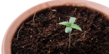New York Regulators To Vote on Proposed Weed Home Cultivation Rules