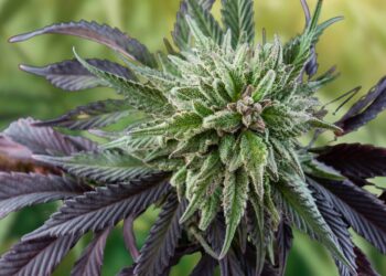 Maine’s 2023 Adult-Use Cannabis Sales Top $200 Million