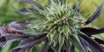 Maine’s 2023 Adult-Use Cannabis Sales Top $200 Million